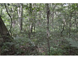 Property photo 20 - LAND FOR SALE - 26.37+/-ACRES OFFERED IN 3 TRACTS IN JASPER COUNTY, INDIANA