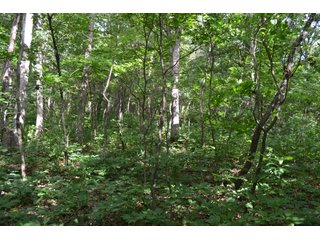 Property photo 21 - LAND FOR SALE - 26.37+/-ACRES OFFERED IN 3 TRACTS IN JASPER COUNTY, INDIANA