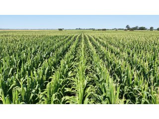 85.3+/-acres of productive tillable land with road frontage on 3 roads.   - LAND FOR SALE - 85.3+/-ACRES IN NEWTON COUNTY, INDIANA