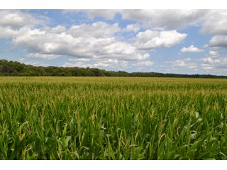 Property photo 36 - LAND FOR SALE - 129.9+/-ACRES OFFERED IN 2 TRACTS IN NEWTON COUNTY, INDIANA