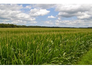 Property photo 38 - LAND FOR SALE - 129.9+/-ACRES OFFERED IN 2 TRACTS IN NEWTON COUNTY, INDIANA