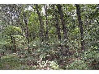 Property photo 23 - LAND FOR SALE - 129.9+/-ACRES OFFERED IN 2 TRACTS IN NEWTON COUNTY, INDIANA
