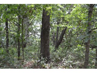 Property photo 25 - LAND FOR SALE - 129.9+/-ACRES OFFERED IN 2 TRACTS IN NEWTON COUNTY, INDIANA