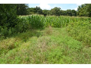 Property photo 19 - LAND FOR SALE - 129.9+/-ACRES OFFERED IN 2 TRACTS IN NEWTON COUNTY, INDIANA