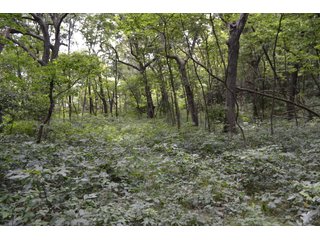 Property photo 40 - LAND FOR SALE - 129.9+/-ACRES OFFERED IN 2 TRACTS IN NEWTON COUNTY, INDIANA