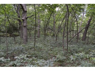 Property photo 41 - LAND FOR SALE - 129.9+/-ACRES OFFERED IN 2 TRACTS IN NEWTON COUNTY, INDIANA