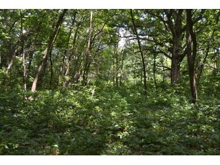 Property photo 26 - LAND FOR SALE - 129.9+/-ACRES OFFERED IN 2 TRACTS IN NEWTON COUNTY, INDIANA