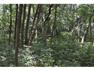 Property photo 27 - LAND FOR SALE - 129.9+/-ACRES OFFERED IN 2 TRACTS IN NEWTON COUNTY, INDIANA