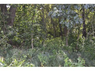 Property photo 28 - LAND FOR SALE - 129.9+/-ACRES OFFERED IN 2 TRACTS IN NEWTON COUNTY, INDIANA