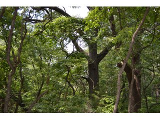 Property photo 29 - LAND FOR SALE - 129.9+/-ACRES OFFERED IN 2 TRACTS IN NEWTON COUNTY, INDIANA