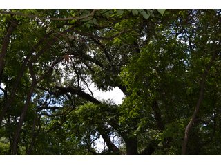 Property photo 30 - LAND FOR SALE - 129.9+/-ACRES OFFERED IN 2 TRACTS IN NEWTON COUNTY, INDIANA