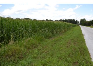 Property photo 17 - LAND FOR SALE - 129.9+/-ACRES OFFERED IN 2 TRACTS IN NEWTON COUNTY, INDIANA