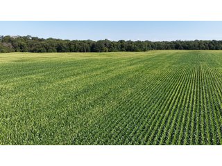 Property photo 5 - LAND FOR SALE - 129.9+/-ACRES OFFERED IN 2 TRACTS IN NEWTON COUNTY, INDIANA