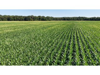 Property photo 6 - LAND FOR SALE - 129.9+/-ACRES OFFERED IN 2 TRACTS IN NEWTON COUNTY, INDIANA