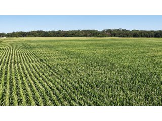 Property photo 9 - LAND FOR SALE - 129.9+/-ACRES OFFERED IN 2 TRACTS IN NEWTON COUNTY, INDIANA