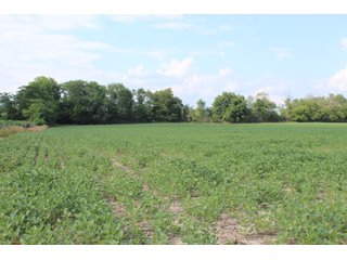 79+/-Acres of mostly tillable land with woods for hunting in Tipton County, Indiana. - LAND FOR SALE - 79+/- ACRES OFFERED IN 1 TRACT IN TIPTON COUNTY, INDIANA