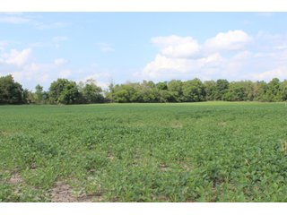 79+/-Acres of mostly tillable land with woods for hunting in Tipton County, Indiana. - LAND FOR SALE - 79+/- ACRES OFFERED IN 1 TRACT IN TIPTON COUNTY, INDIANA