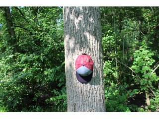 79+/-Acres of mostly tillable land with woods for hunting in Tipton County, Indiana. - LAND FOR SALE - 79+/- ACRES OFFERED IN 1 TRACT IN TIPTON COUNTY, INDIANA