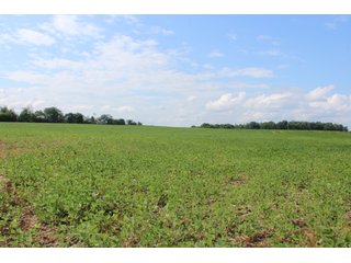 79+/-Acres of mostly tillable land with woods for hunting in Tipton County, Indiana. - LAND FOR SALE - 79+/- ACRES OFFERED IN 1 TRACT IN TIPTON COUNTY, INDIANA