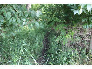 79+/-Acres of mostly tillable land with woods for hunting in Tipton County, Indiana. - LAND FOR SALE - 79+/- ACRES OFFERED IN 1 TRACT IN TIPTON COUNTY, INDIANA