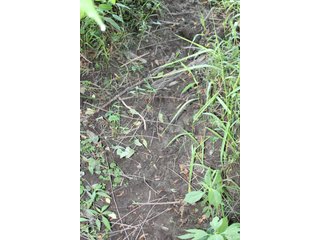 79+/-Acres of mostly tillable land with woods for hunting in Tipton County, Indiana. - LAND FOR SALE - 79+/- ACRES OFFERED IN 1 TRACT IN TIPTON COUNTY, INDIANA
