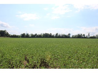 79+/-Acres of mostly tillable land with woods for hunting in Tipton County, Indiana. - LAND FOR SALE - 79+/- ACRES OFFERED IN 1 TRACT IN TIPTON COUNTY, INDIANA
