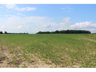 79+/-Acres of mostly tillable land with woods for hunting in Tipton County, Indiana. - LAND FOR SALE - 79+/- ACRES OFFERED IN 1 TRACT IN TIPTON COUNTY, INDIANA