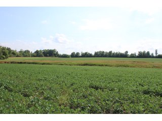 79+/-Acres of mostly tillable land with woods for hunting in Tipton County, Indiana. - LAND FOR SALE - 79+/- ACRES OFFERED IN 1 TRACT IN TIPTON COUNTY, INDIANA