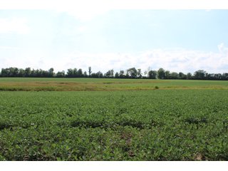79+/-Acres of mostly tillable land with woods for hunting in Tipton County, Indiana. - LAND FOR SALE - 79+/- ACRES OFFERED IN 1 TRACT IN TIPTON COUNTY, INDIANA