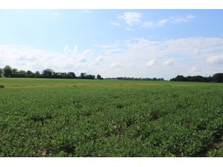 79+/-Acres of mostly tillable land with woods for hunting in Tipton County, Indiana. - LAND FOR SALE - 79+/- ACRES OFFERED IN 1 TRACT IN TIPTON COUNTY, INDIANA
