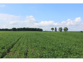 Property photo 1 - LAND FOR SALE - 79+/- ACRES OFFERED IN 1 TRACT IN TIPTON COUNTY, INDIANA