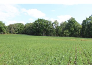 79+/-Acres of mostly tillable land with woods for hunting in Tipton County, Indiana. - LAND FOR SALE - 79+/- ACRES OFFERED IN 1 TRACT IN TIPTON COUNTY, INDIANA