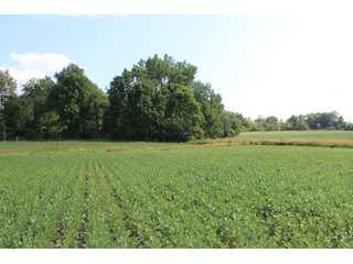79+/-Acres of mostly tillable land with woods for hunting in Tipton County, Indiana. - LAND FOR SALE - 79+/- ACRES OFFERED IN 1 TRACT IN TIPTON COUNTY, INDIANA