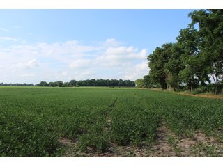 79+/-Acres of mostly tillable land with woods for hunting in Tipton County, Indiana. - LAND FOR SALE - 79+/- ACRES OFFERED IN 1 TRACT IN TIPTON COUNTY, INDIANA