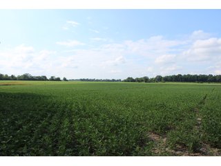 79+/-Acres of mostly tillable land with woods for hunting in Tipton County, Indiana. - LAND FOR SALE - 79+/- ACRES OFFERED IN 1 TRACT IN TIPTON COUNTY, INDIANA