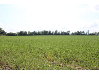 79+/-Acres of mostly tillable land with woods for hunting in Tipton County, Indiana. - LAND FOR SALE - 79+/- ACRES OFFERED IN 1 TRACT IN TIPTON COUNTY, INDIANA