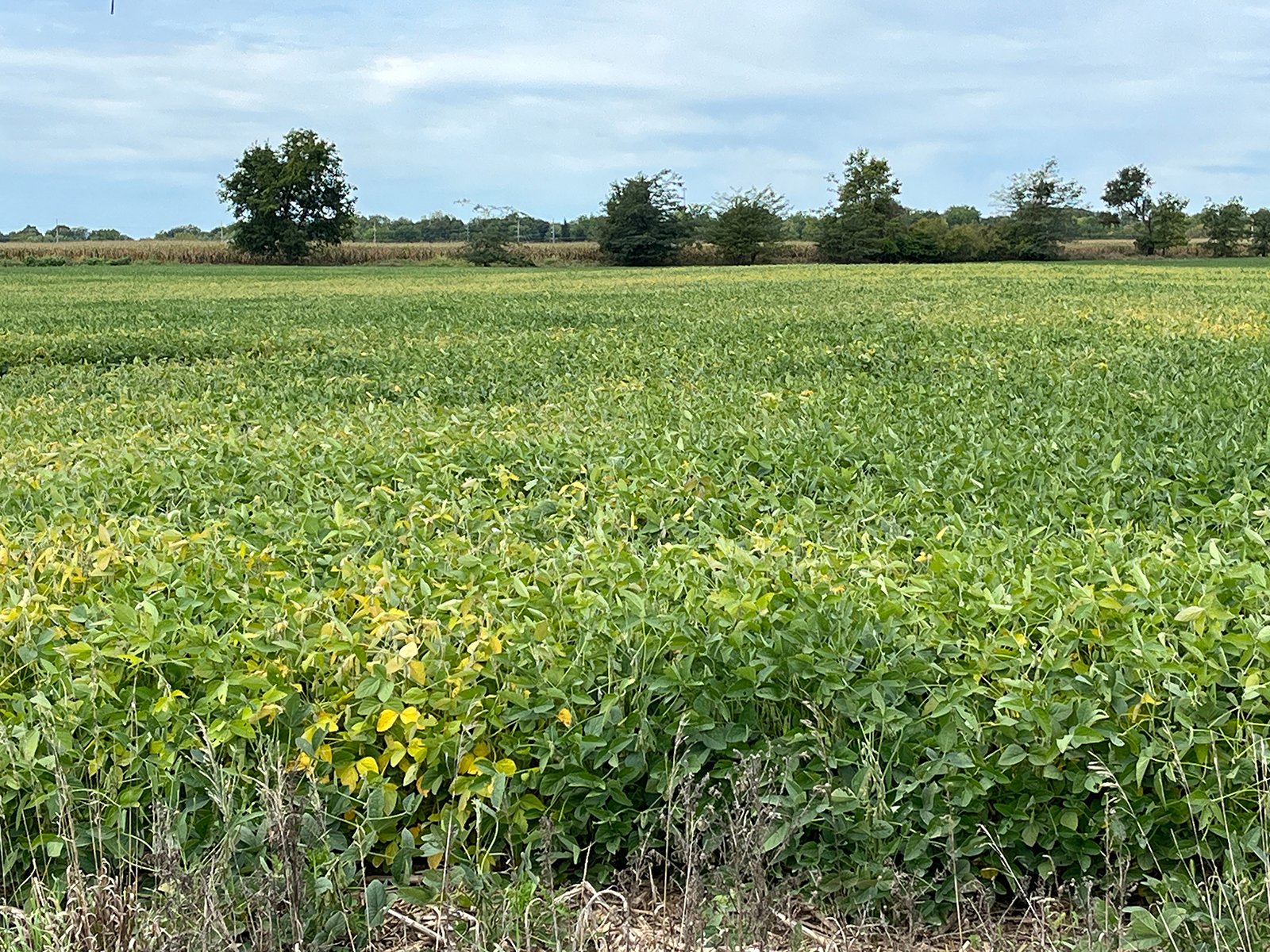 Property photo 9 - LAND FOR SALE - 14.62+/-ACRES IN DEKALB COUNTY, INDIANA