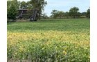 Property photo 11 - LAND FOR SALE - 14.62+/-ACRES IN DEKALB COUNTY, INDIANA
