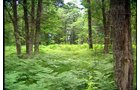 Property photo 16 - 97 PRESTIGIOUS BUILDING SITES ALONG THE PESHTIGO RIVER & RESERVOIRS IN MARINETTE COUNTY, WISCONSIN