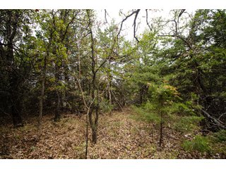 Property photo 39 - LAND AUCTION - 160+/-ACRES & WIND ENERGY OFFERED IN 4 TRACTS IN OKLAHOMA
