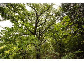 Property photo 47 - LAND AUCTION - 160+/-ACRES & WIND ENERGY OFFERED IN 4 TRACTS IN OKLAHOMA