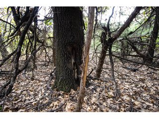 Property photo 48 - LAND AUCTION - 160+/-ACRES & WIND ENERGY OFFERED IN 4 TRACTS IN OKLAHOMA