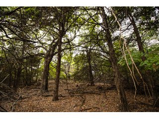 Property photo 49 - LAND AUCTION - 160+/-ACRES & WIND ENERGY OFFERED IN 4 TRACTS IN OKLAHOMA