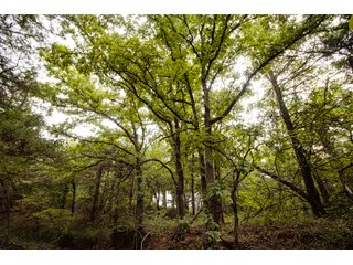 Property photo 56 - LAND AUCTION - 160+/-ACRES & WIND ENERGY OFFERED IN 4 TRACTS IN OKLAHOMA