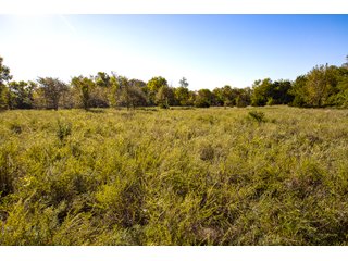 Property photo 33 - LAKE McMURTRY TROPHY WHITETAIL, RECREATIONAL LAND & PRODUCING MINERALS AUCTION