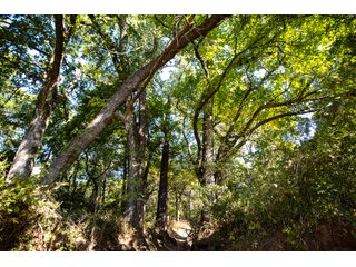 Property photo 35 - LAKE McMURTRY TROPHY WHITETAIL, RECREATIONAL LAND & PRODUCING MINERALS AUCTION