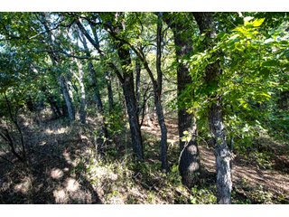 Property photo 37 - LAKE McMURTRY TROPHY WHITETAIL, RECREATIONAL LAND & PRODUCING MINERALS AUCTION