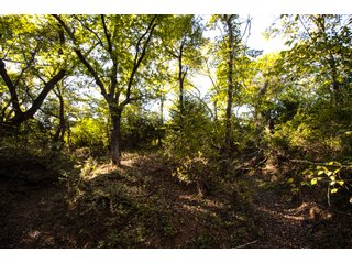 Property photo 45 - LAKE McMURTRY TROPHY WHITETAIL, RECREATIONAL LAND & PRODUCING MINERALS AUCTION