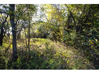 Property photo 46 - LAKE McMURTRY TROPHY WHITETAIL, RECREATIONAL LAND & PRODUCING MINERALS AUCTION