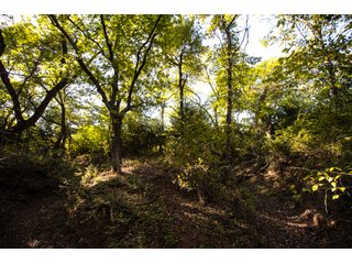 Property photo 47 - LAKE McMURTRY TROPHY WHITETAIL, RECREATIONAL LAND & PRODUCING MINERALS AUCTION